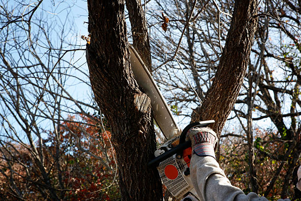 Seasonal Cleanup (Spring/Fall) in Chanute, KS